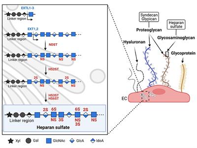 The Endothelial Glycocalyx: A Possible Therapeutic Target in Cardiovascular Disorders